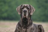 DOGUE ALLEMAND 450